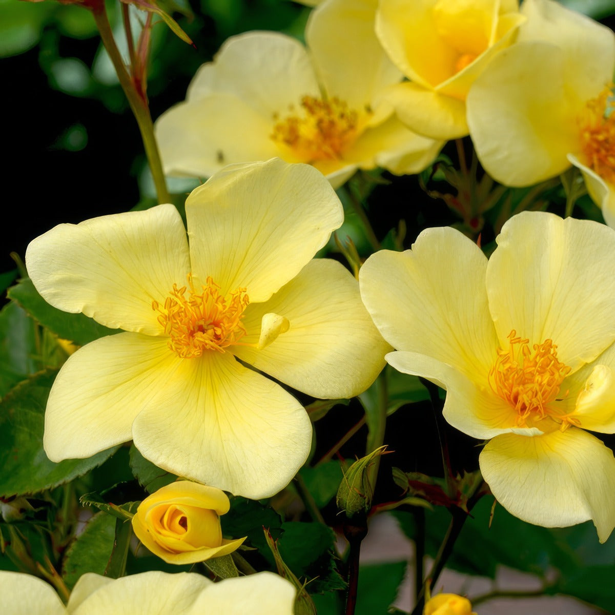 David Austin Rose Tottering By Gently Rosdtbg - Garden Express Australia