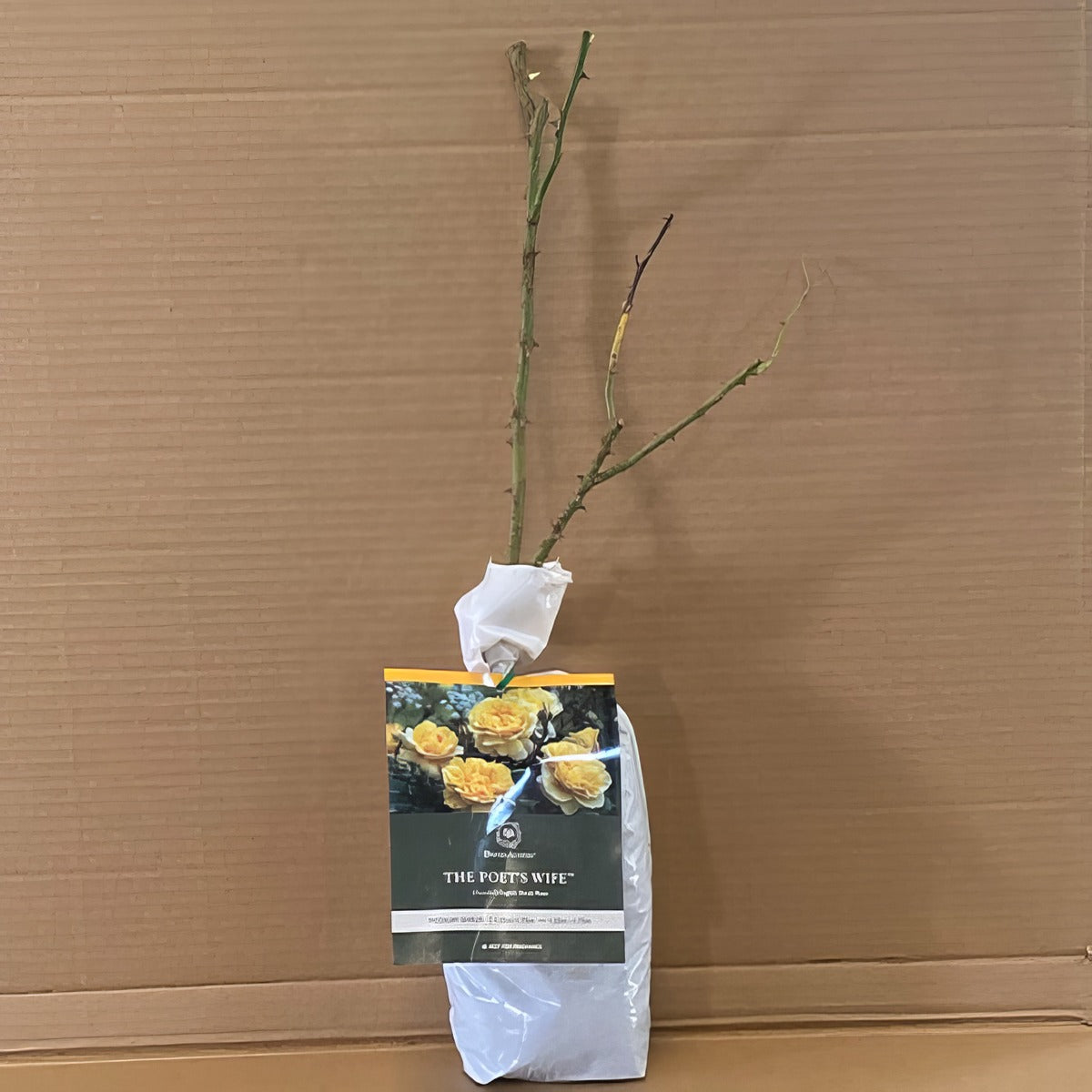 Da The Poets Wife Rosdtpw 1 - Garden Express Australia