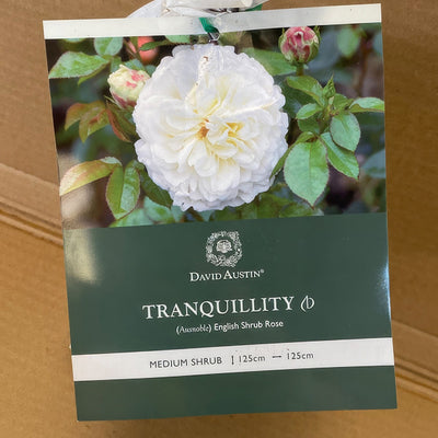 Da Tranquillity Rosdtrq 2 - Garden Express Australia