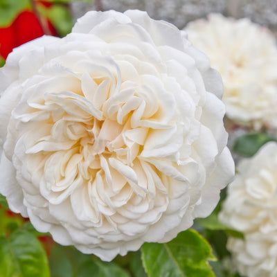 David Austin Rose Tranquillity Rosdtrq - Garden Express Australia