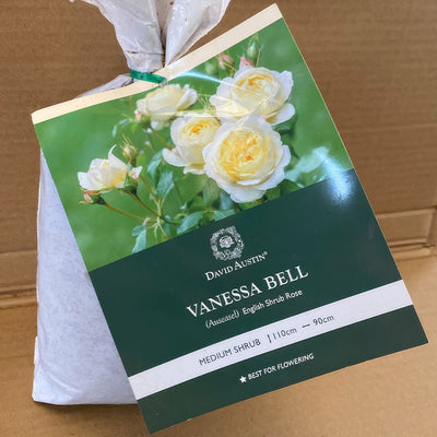 Da Vanessa Bell Rosdvbe 2 - Garden Express Australia