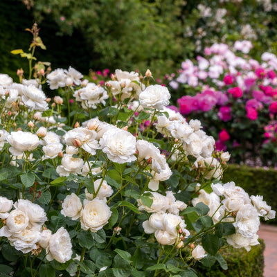 David Austin Rose William And Catherine - Garden Express Australia