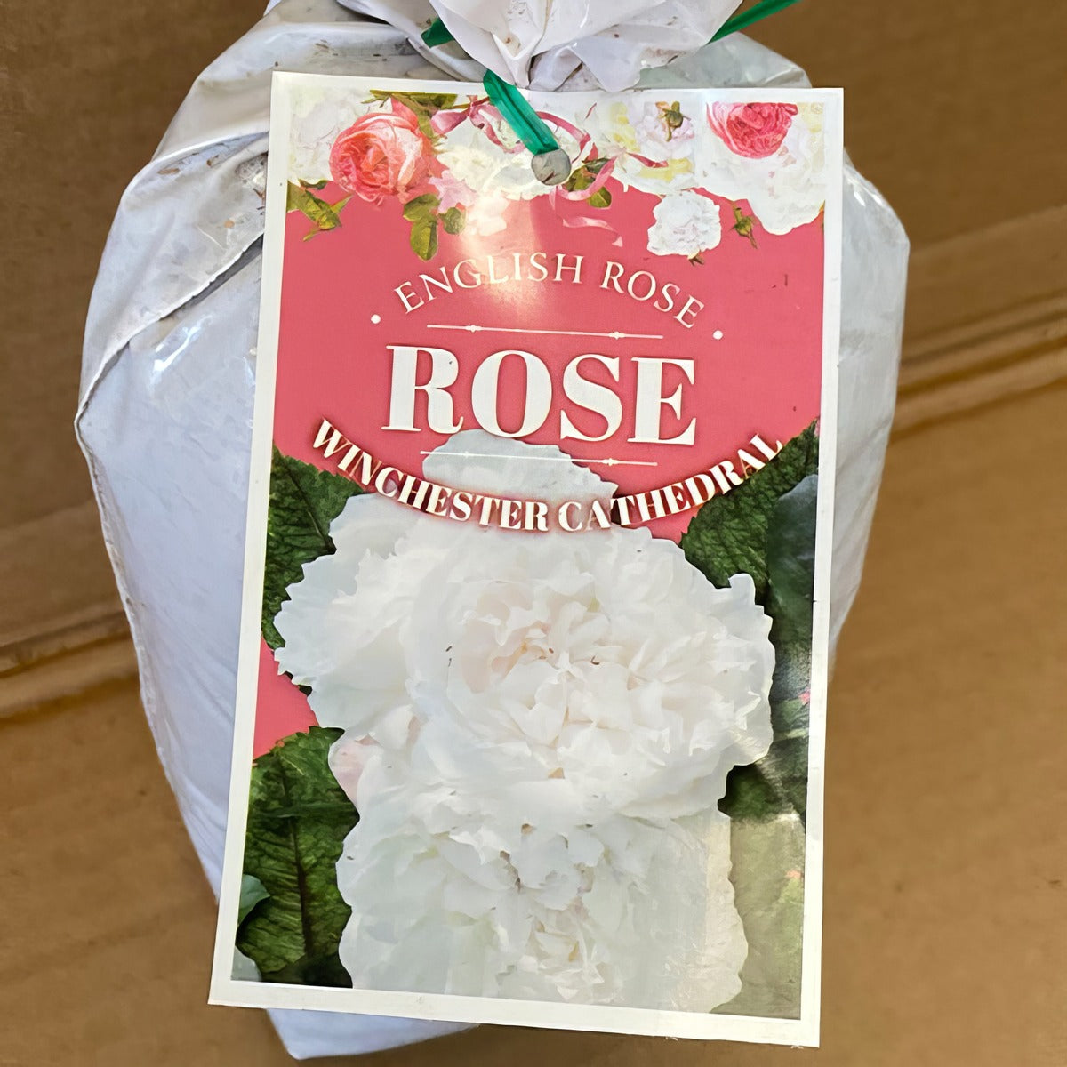 Da Winchester Cathedral Rosdwca 1 - Garden Express Australia