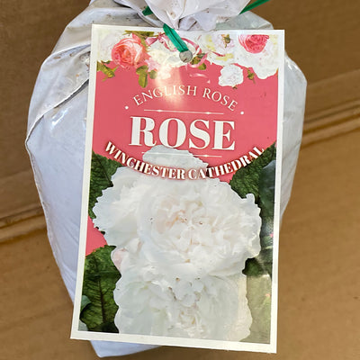 Da Winchester Cathedral Rosdwca 1 - Garden Express Australia
