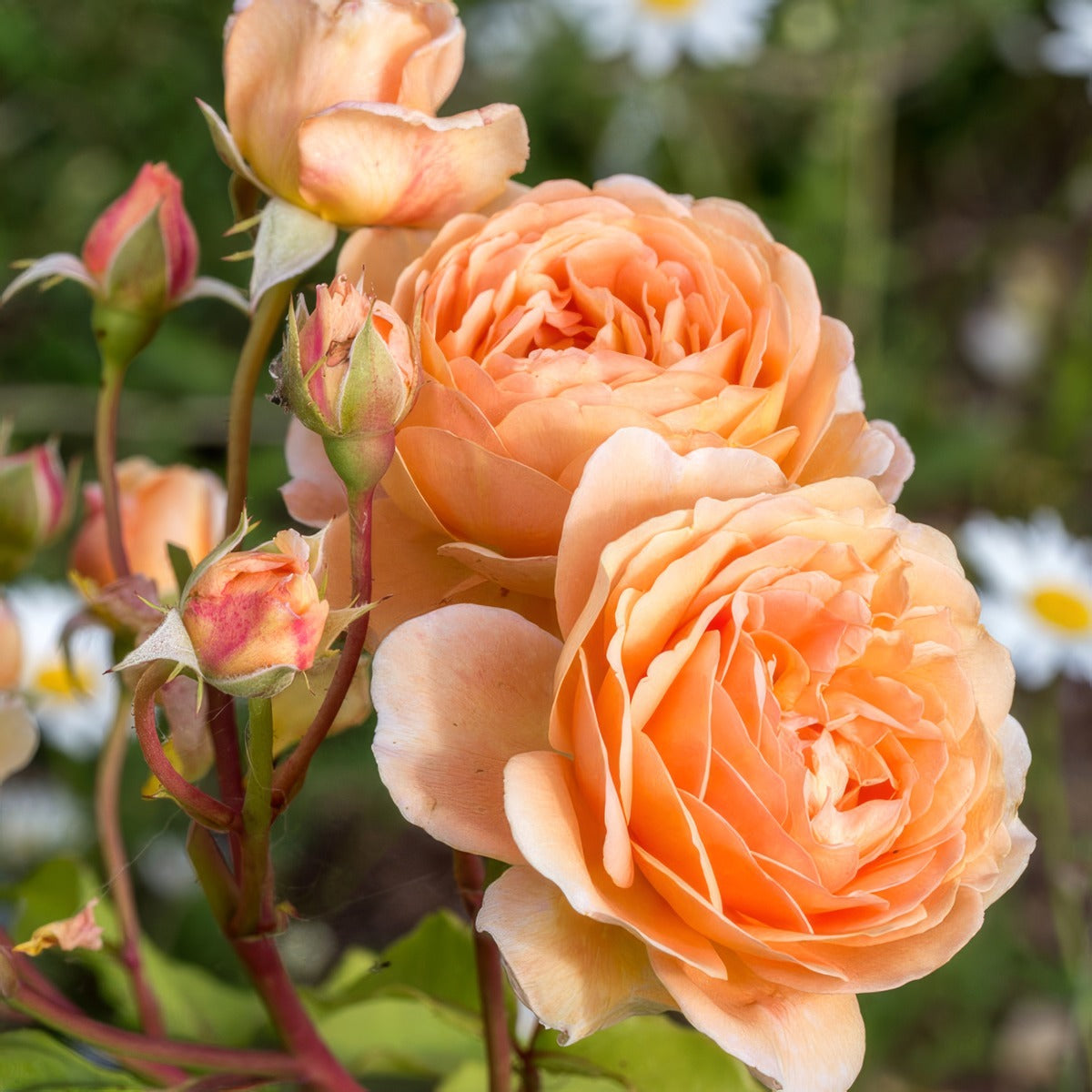 English Shrub Rose Charles Austin Rosdcau - Garden Express Australia