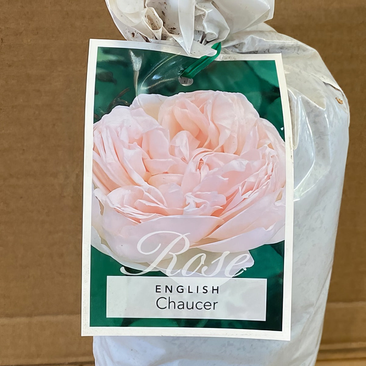 Da Chaucer Rosdcha 2 - Garden Express Australia