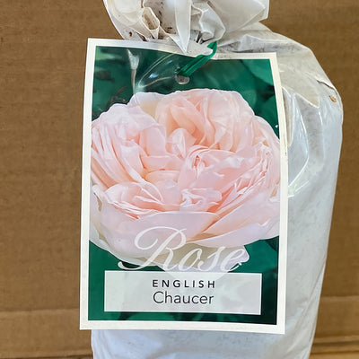 Da Chaucer Rosdcha 2 - Garden Express Australia