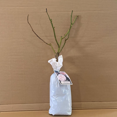 Da Claire Rose Rosdclr 1 - Garden Express Australia