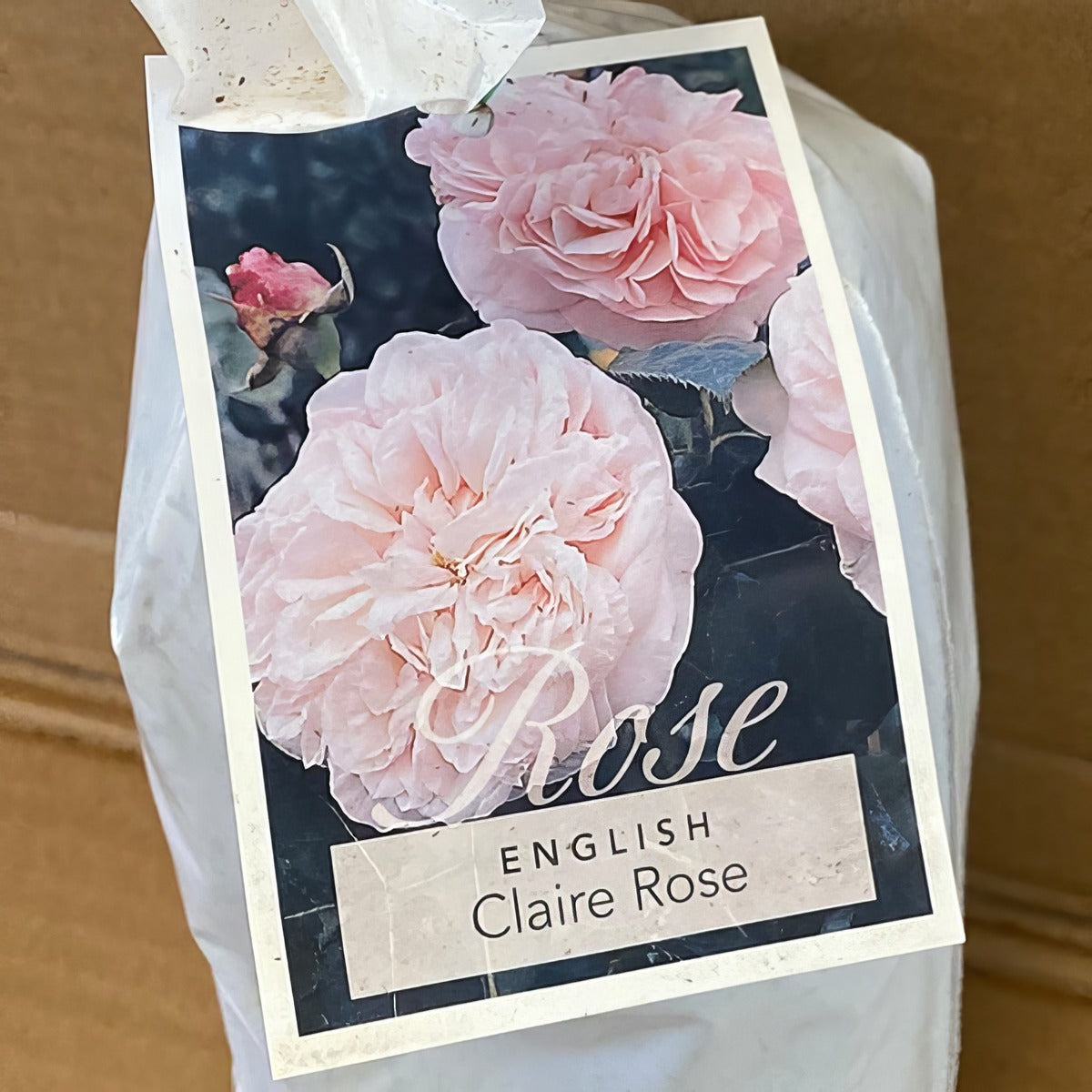 Da Claire Rose Rosdclr 2 - Garden Express Australia