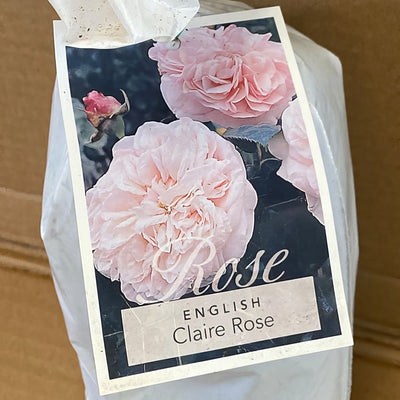 Da Claire Rose Rosdclr 2 - Garden Express Australia