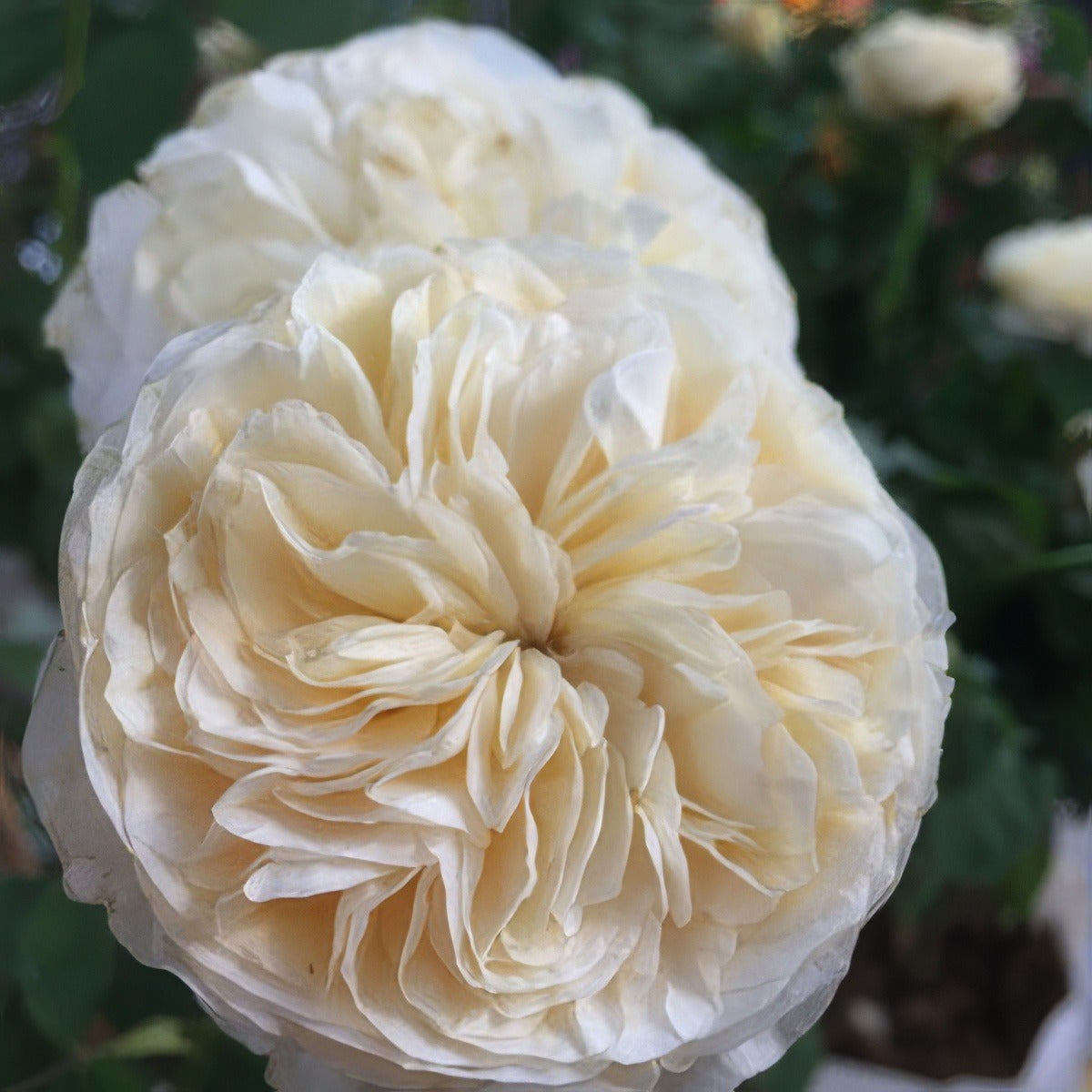 Fair Bianca Rosdfbi - Garden Express Australia