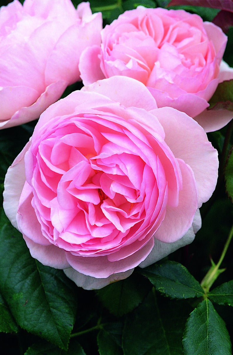 English Shrub - Heritage - Garden Express Australia