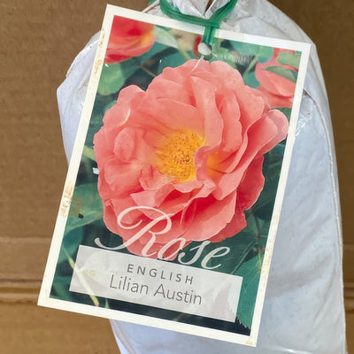 Da Lilian Austin Rosdlau 2 - Garden Express Australia