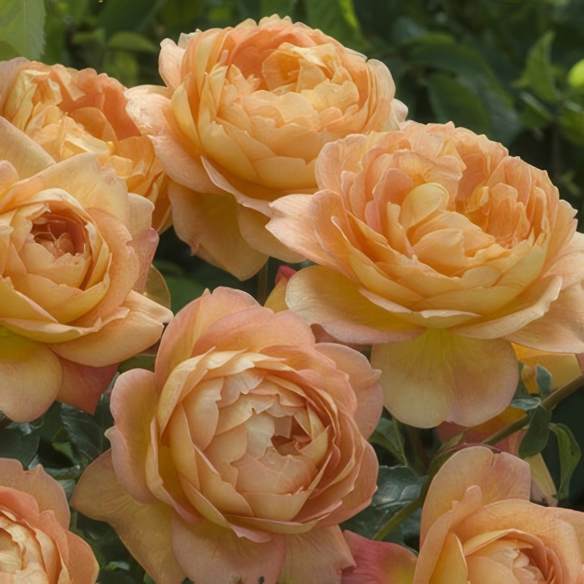 Lady Of Shalott 15 Ausnyson - Garden Express Australia