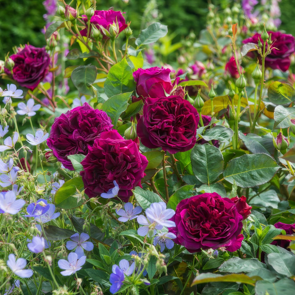 English Shrub Rose Munstead Wood Ausbernard - Garden Express Australia