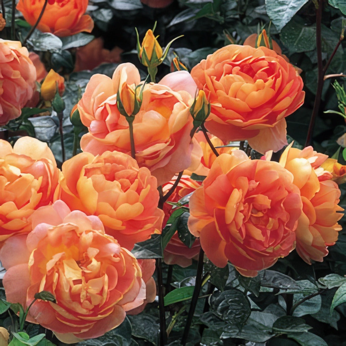 Pat Austin 15 B - Garden Express Australia