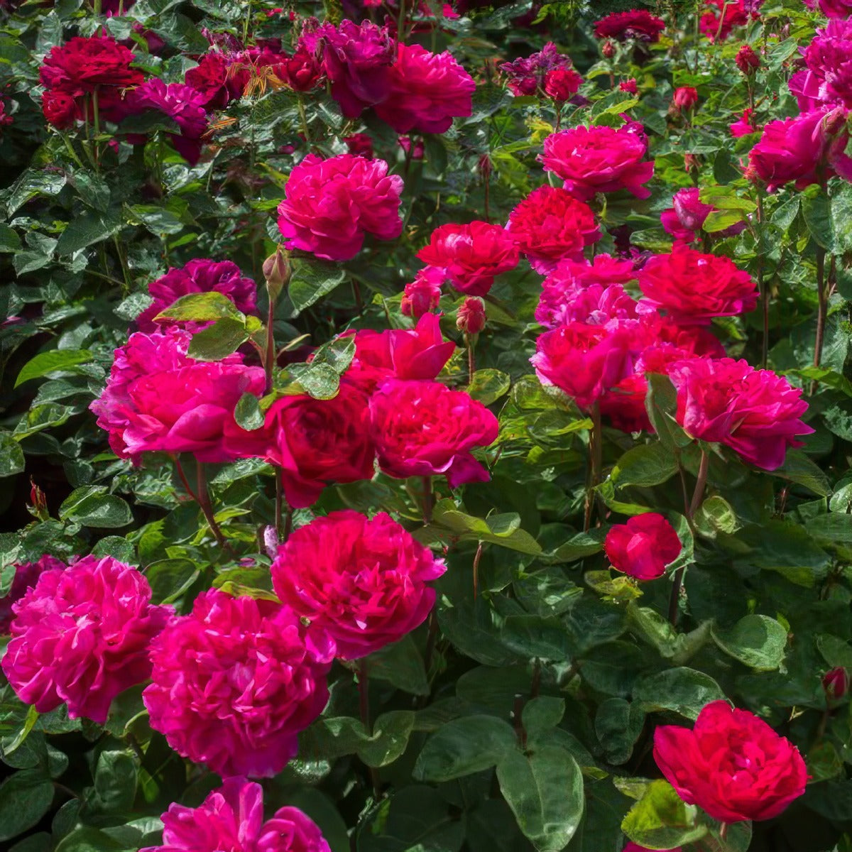 English Shrub Rose Sophys Rose Rosdsro - Garden Express Australia