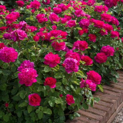 English Shrub Rose Sophys Rose - Garden Express Australia