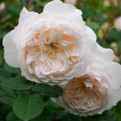 David Austin Rose Troilus Rosdtro - Garden Express Australia