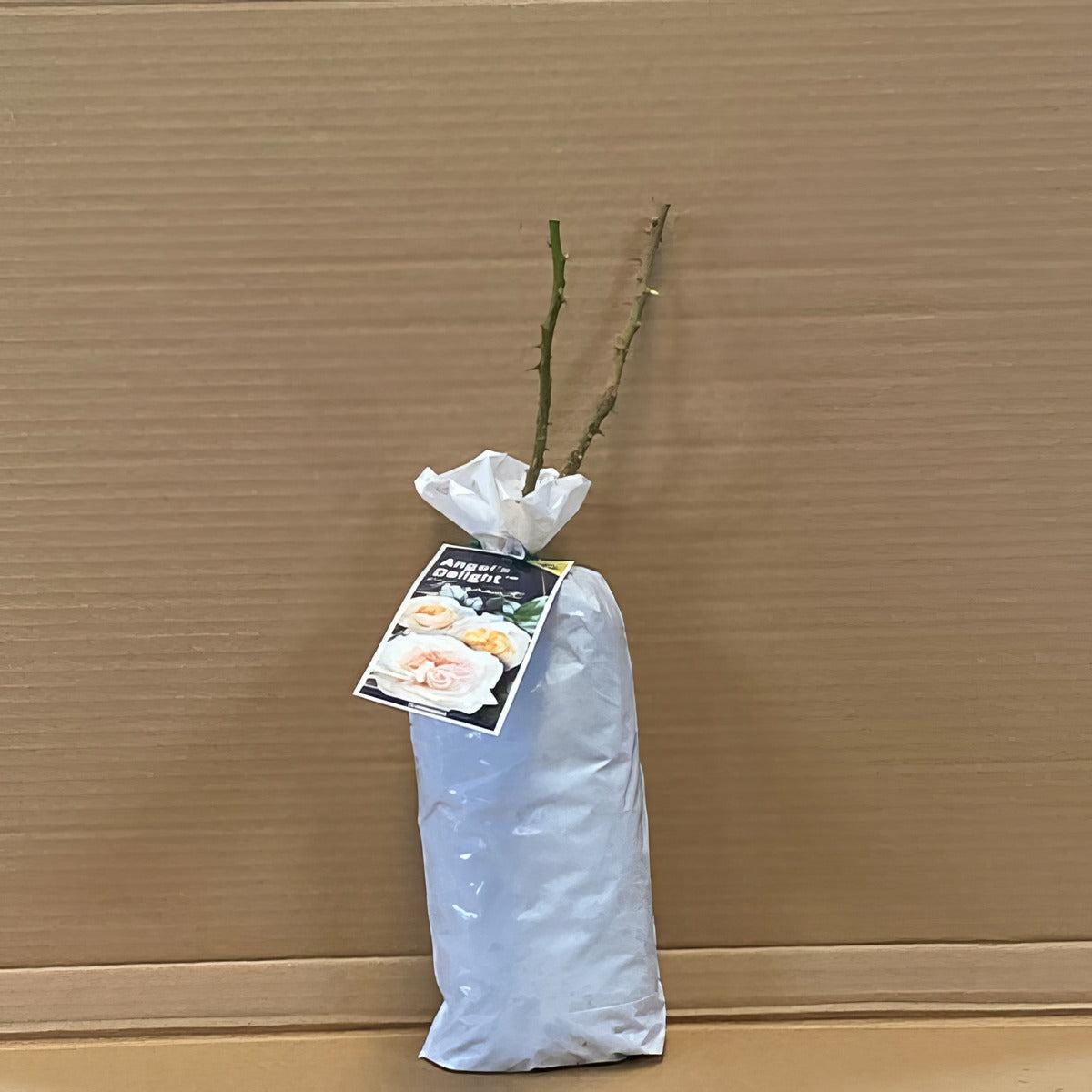 Rose Angel S Delight Rosfand 1 - Garden Express Australia