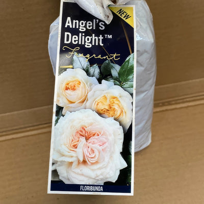 Rose Angel S Delight Rosfand 2 - Garden Express Australia