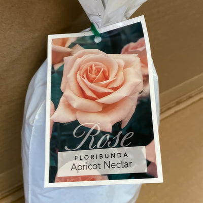 Rose Apricot Nectar Rosfane 2 - Garden Express Australia