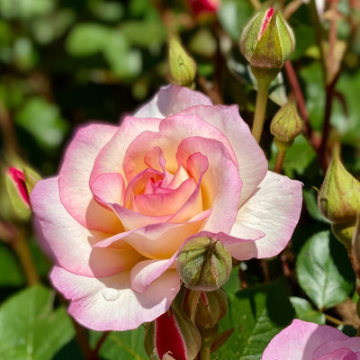 Rose Angela Rose Taylor 2 2025 Rosfata - Garden Express Australia