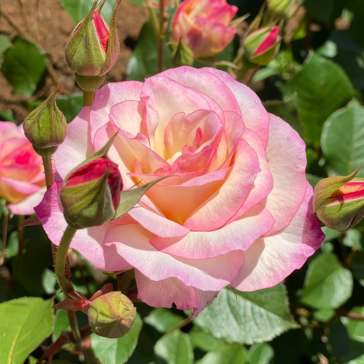 Rose Angela Rose Taylor 2025 Rosfata - Garden Express Australia