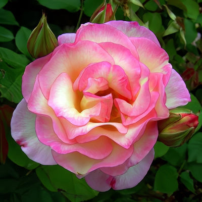 Angela Rose Taylor 600x600px - Garden Express Australia
