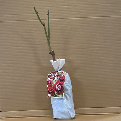 Rose Bergandy Iceberg Rosfbic 1 - Garden Express Australia