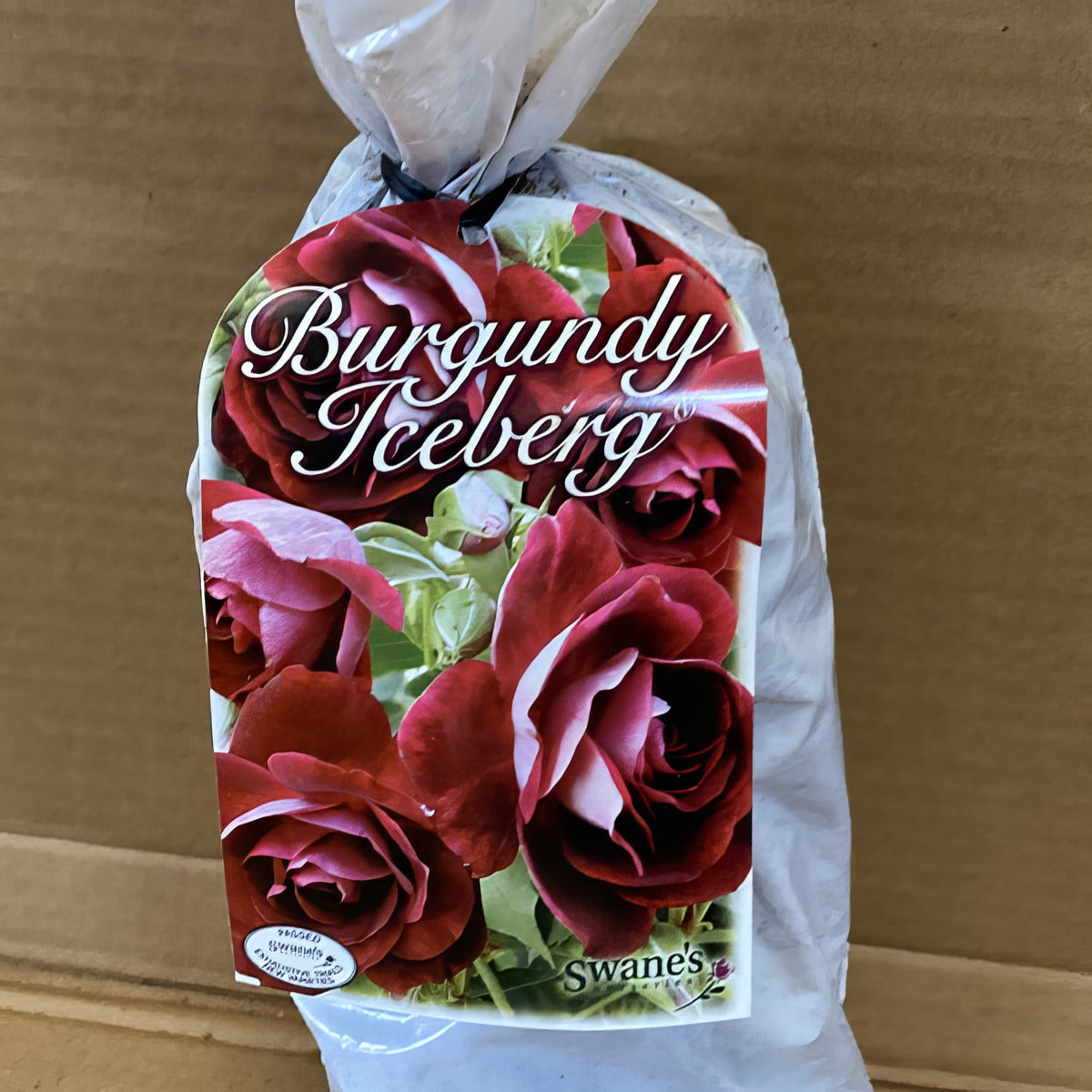 Rose Burgundy Iceberg Rosfbic 2 - Garden Express Australia