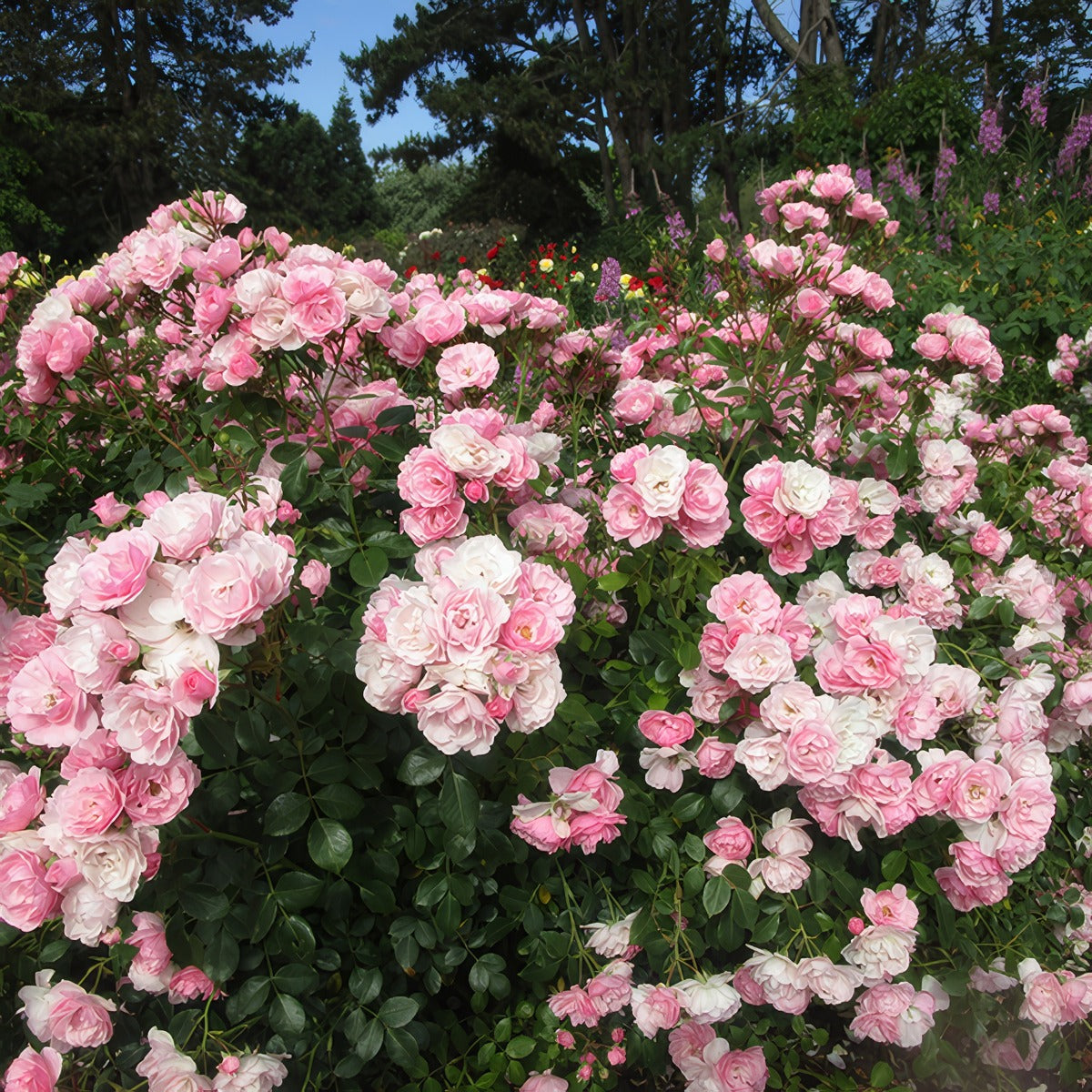 1968502555 Rose Bonica - Garden Express Australia
