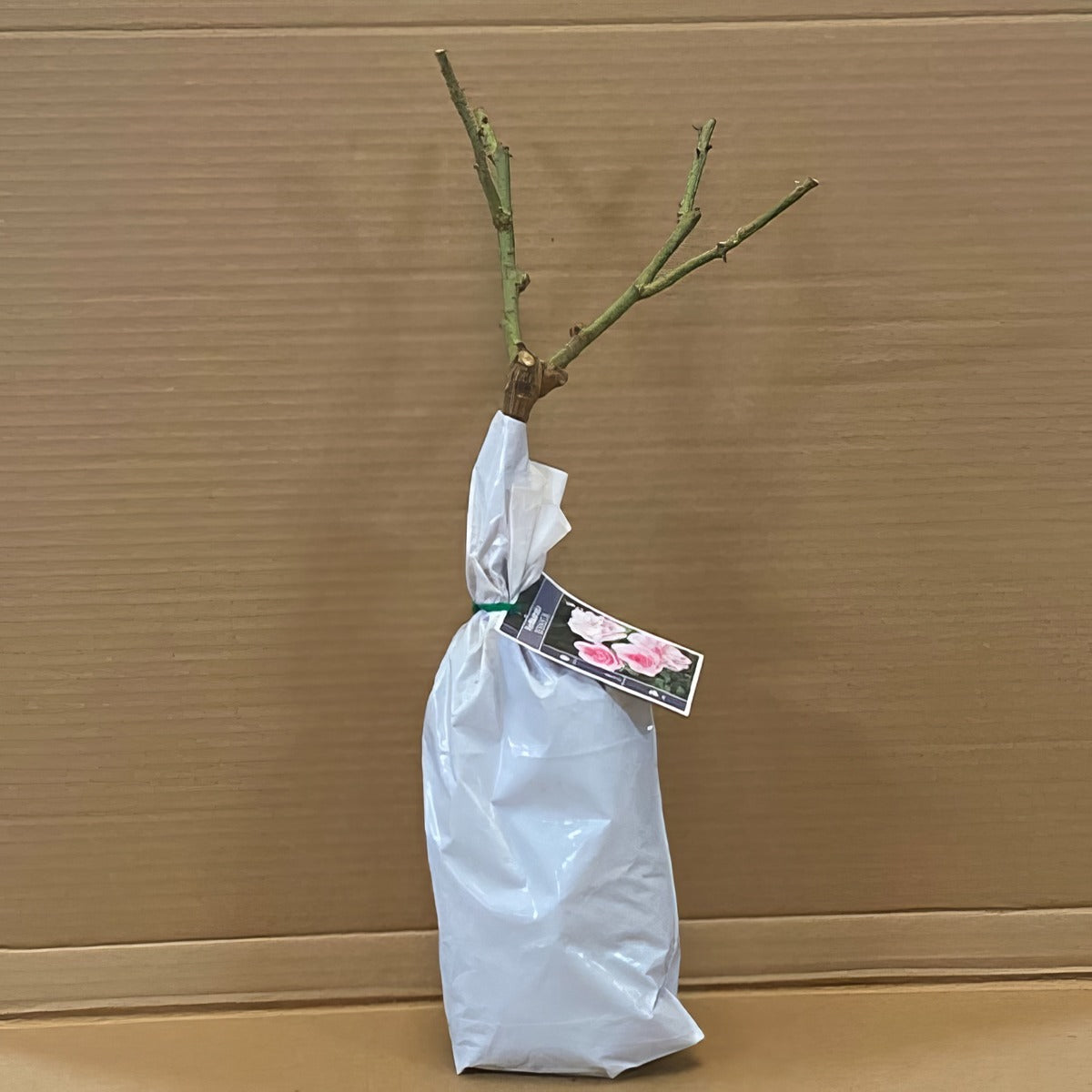 Rose Bonica Rosfbon 1 - Garden Express Australia