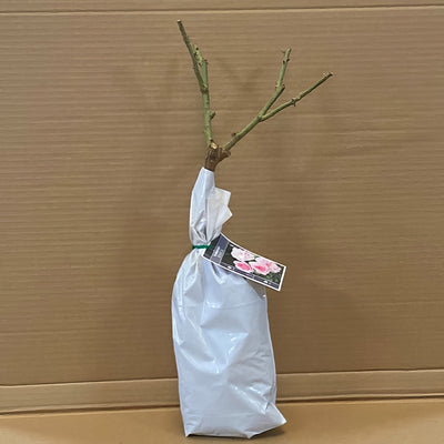 Rose Bonica Rosfbon 1 - Garden Express Australia