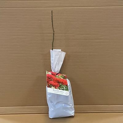 Rose Bordeaux Rosfbor 1 - Garden Express Australia