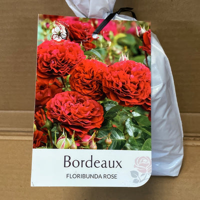 Rose Bordeaux Rosfbor 2 - Garden Express Australia