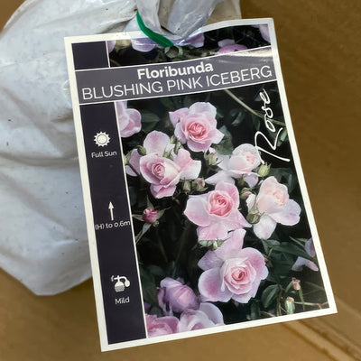Rose Blushing Pink Iceberg Rosfbpi 2 - Garden Express Australia