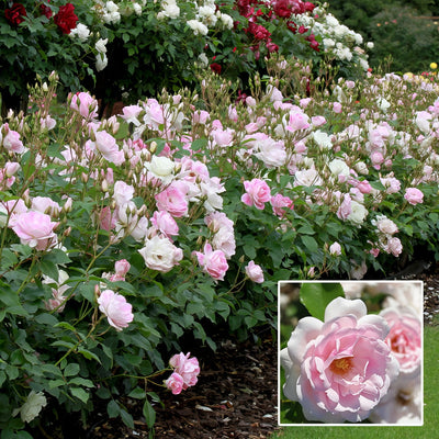 Rose Blushing Pink Iceberg 2023 Rosfbpi - Garden Express Australia
