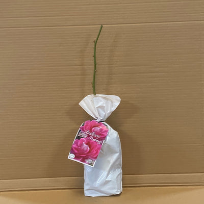 Rose Brilliant Pink Iceberg Rosfbpk 1 - Garden Express Australia