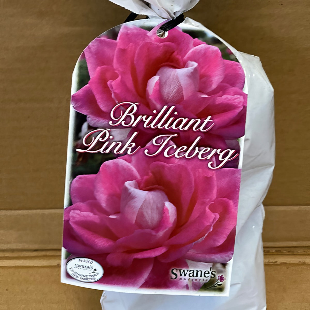 Rose Brilliant Pink Iceberg Rosfbpk 2 - Garden Express Australia