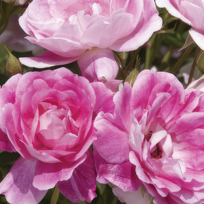 Brilliant Pink Iceberg Rosfbpk - Garden Express Australia