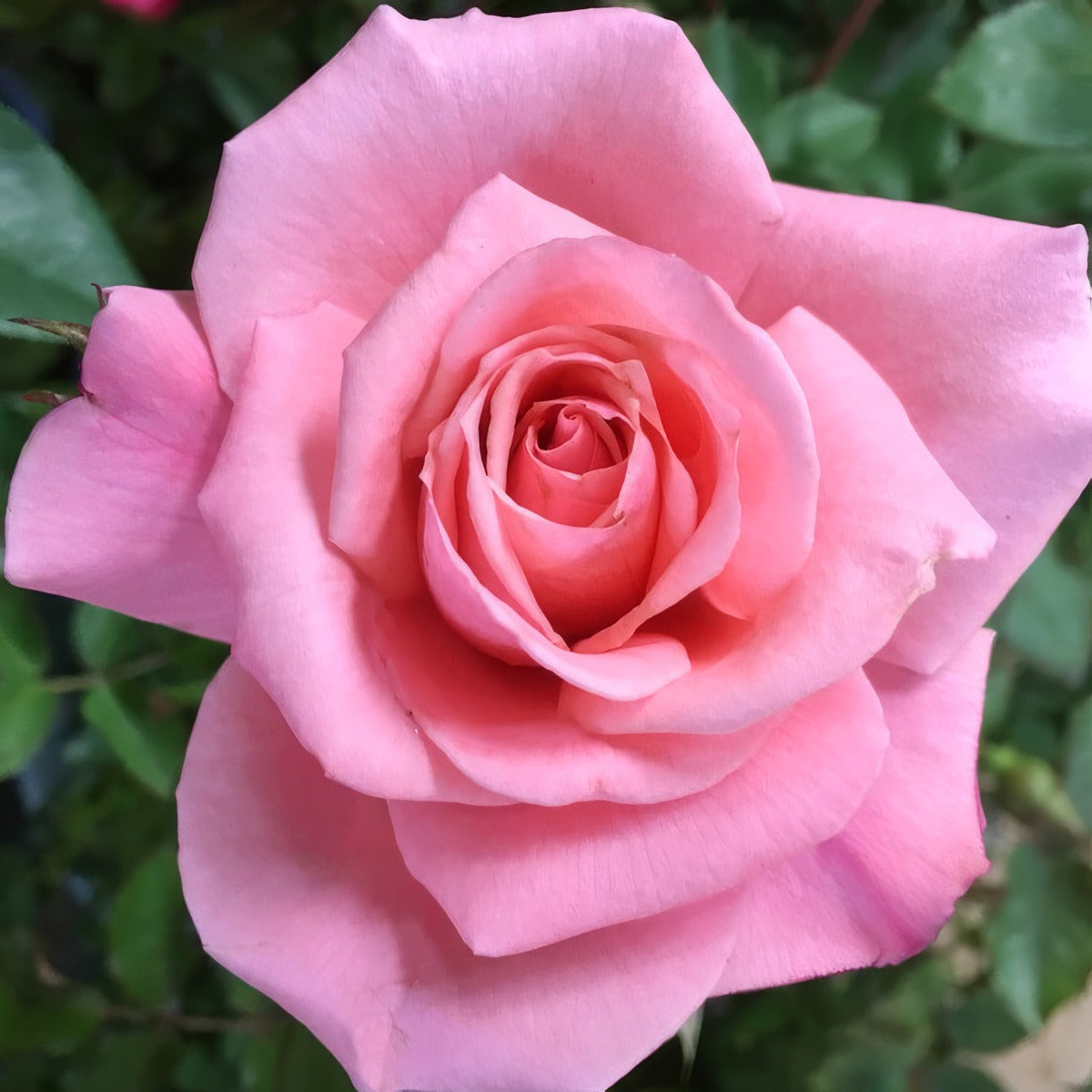 Rose Bridal Pink Rosfbri - Garden Express Australia