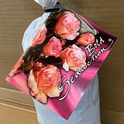 Rose Bold Seduction Rosfbse 2 - Garden Express Australia