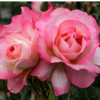 Bold Seduction16 - Garden Express Australia
