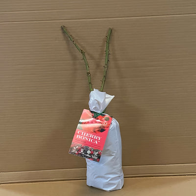 Rose Cherry Bonica Rosfcbn 1 - Garden Express Australia