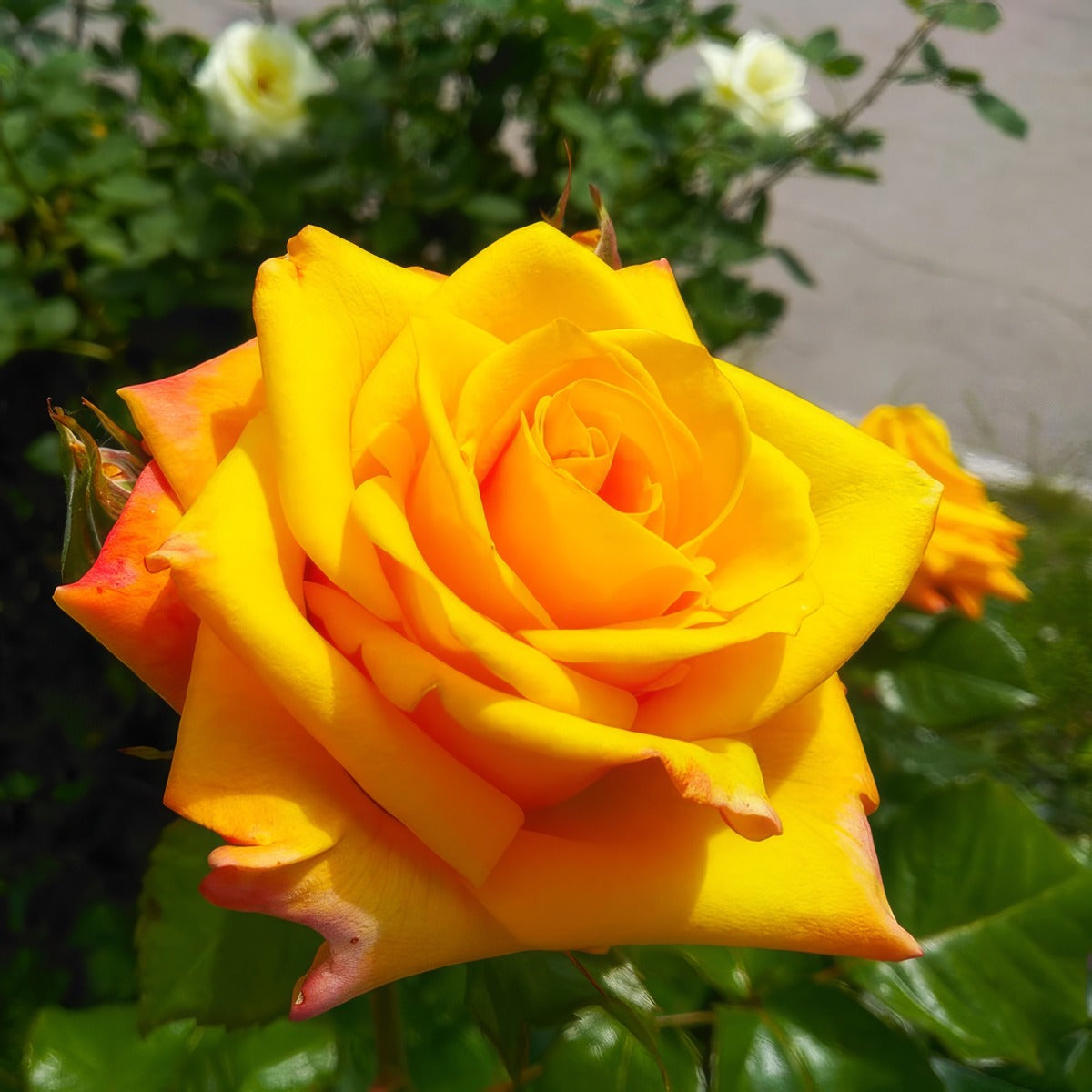 Rose Coronation Gold Rosfcgo - Garden Express Australia