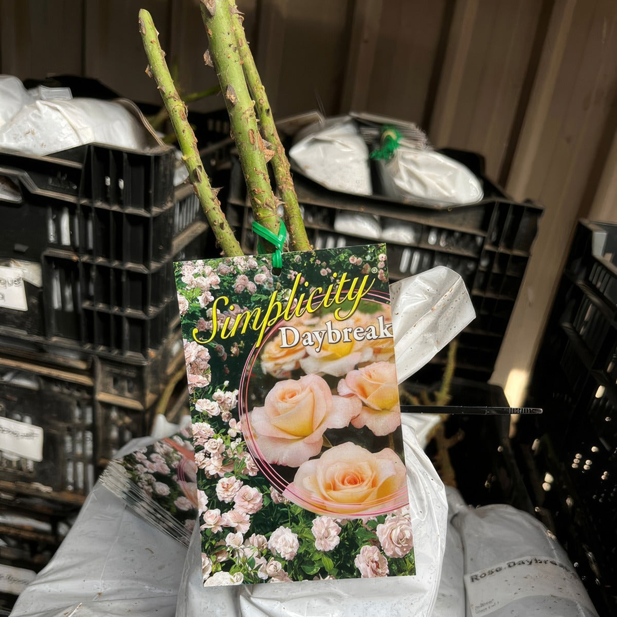 Daybreak Rose - Garden Express Australia