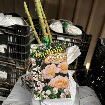 Daybreak Rose - Garden Express Australia