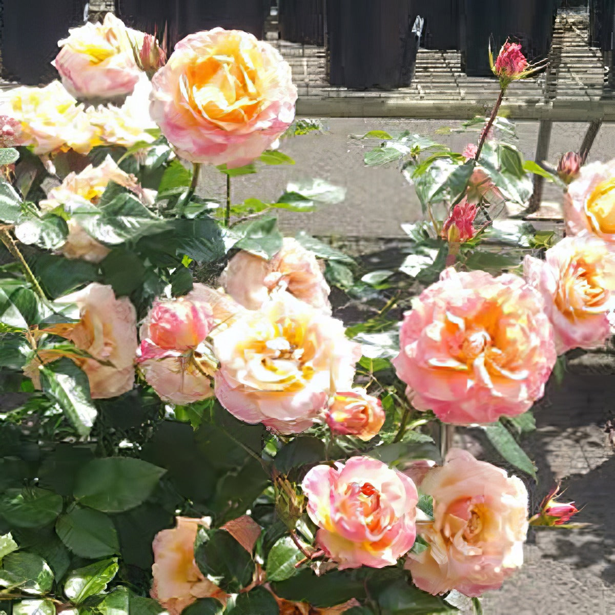 Rose Daybreak - Garden Express Australia