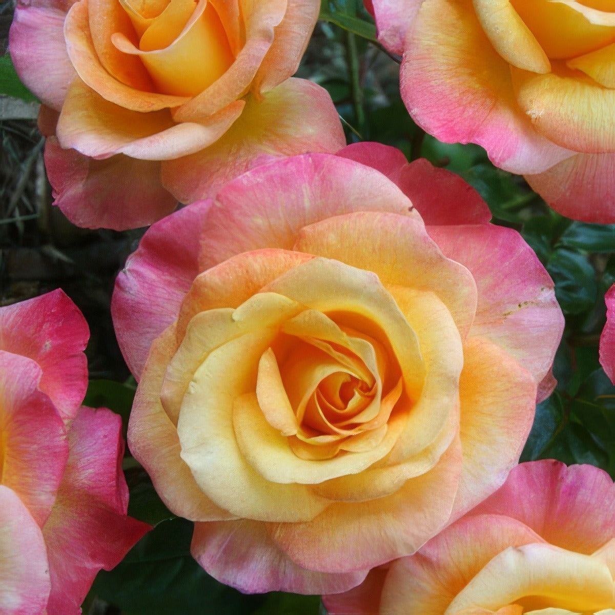 Daybreaker Rosfday - Garden Express Australia
